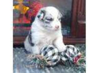 Australian Shepherd Puppy for sale in Elkton, KY, USA
