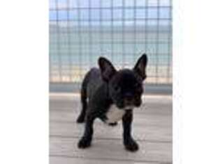 French Bulldog Puppy for sale in Revere, MA, USA