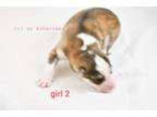 Siberian Husky Puppy for sale in Morganton, NC, USA