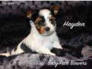 Biewer Terrier Puppy for sale in Follett, TX, USA