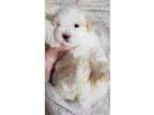 Mal-Shi Puppy for sale in Virgilina, VA, USA