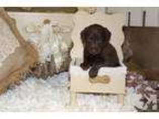 Labradoodle Puppy for sale in ROYSTON, GA, USA