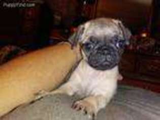 Pug Puppy for sale in Whitesburg, KY, USA