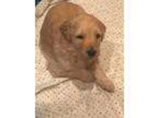 Goldendoodle Puppy for sale in Amboy, WA, USA