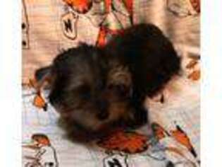 Yorkshire Terrier Puppy for sale in Stumptown, WV, USA