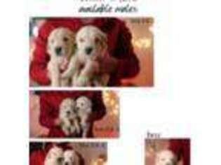 Golden Retriever Puppy for sale in Lemoore, CA, USA