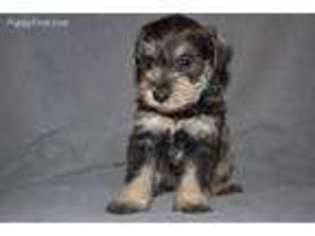 Mutt Puppy for sale in Lorraine, NY, USA