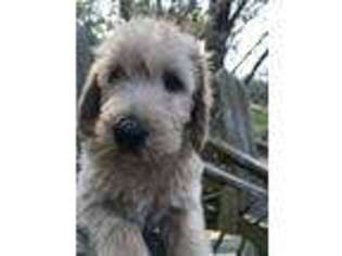 Labradoodle Puppy for sale in Ormond Beach, FL, USA