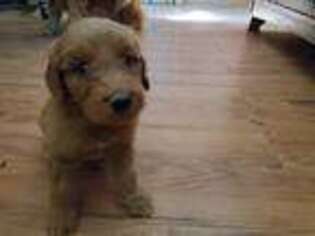 Goldendoodle Puppy for sale in Sedalia, CO, USA