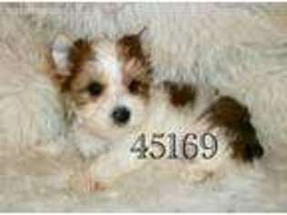 Yorkshire Terrier Puppy for sale in Wilmington, OH, USA