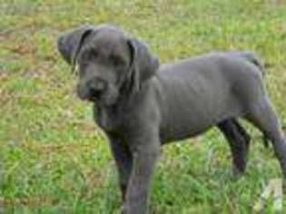 Great Dane Puppy for sale in ORLANDO, FL, USA