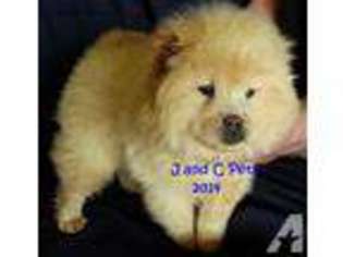 Chow Chow Puppy for sale in BRUNER, MO, USA