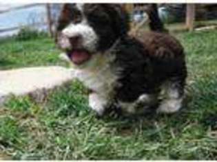Lhasa Apso Puppy for sale in Gallipolis, OH, USA