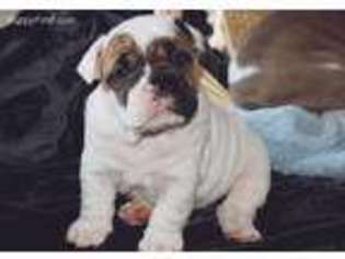 Bulldog Puppy for sale in Coeur D Alene, ID, USA