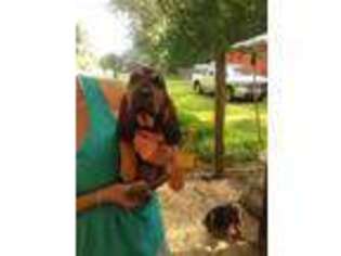 Bloodhound Puppy for sale in Littleton, WV, USA
