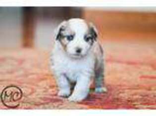 Miniature Australian Shepherd Puppy for sale in Oakley, KS, USA