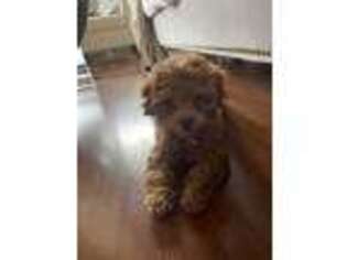 Mutt Puppy for sale in Willow Springs, IL, USA