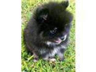 Pomeranian Puppy for sale in Higden, AR, USA