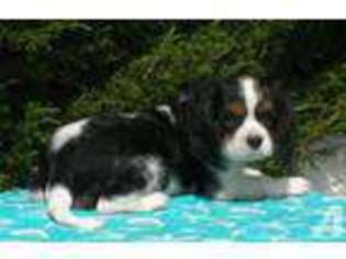 Cavalier King Charles Spaniel Puppy for sale in LA MESA, CA, USA