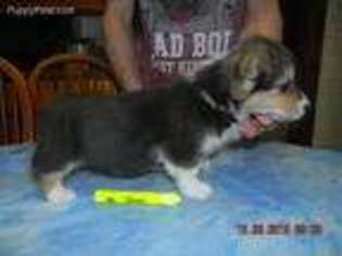 Pembroke Welsh Corgi Puppy for sale in Paw Paw, MI, USA