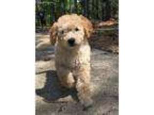 Labradoodle Puppy for sale in Frankston, TX, USA