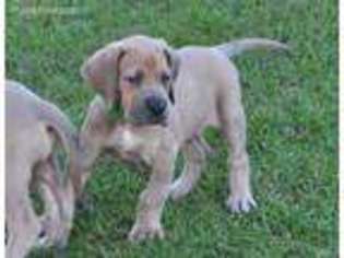 Great Dane Puppy for sale in Maple Hill, NC, USA