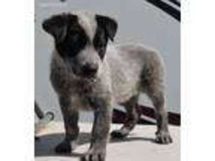 Australian Cattle Dog Puppy for sale in Clarkston, WA, USA