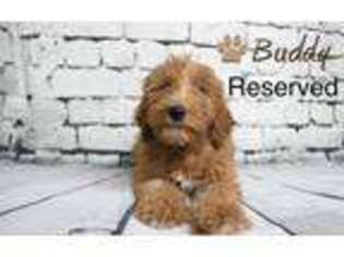 Goldendoodle Puppy for sale in Grabill, IN, USA