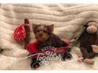 Yorkshire Terrier Puppy for sale in Wewahitchka, FL, USA