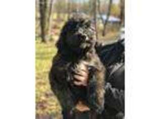 Mutt Puppy for sale in Candia, NH, USA
