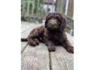 Goldendoodle Puppy for sale in Black River Falls, WI, USA
