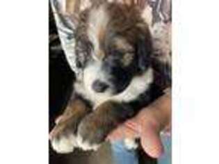 Mutt Puppy for sale in Milnor, ND, USA