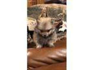 Pomeranian Puppy for sale in Longview, TX, USA