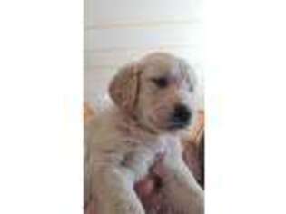 Golden Retriever Puppy for sale in Edgewood, NM, USA