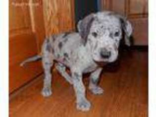 Great Dane Puppy for sale in Charlotte, MI, USA
