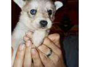Alaskan Klee Kai Puppy for sale in Edison, NJ, USA