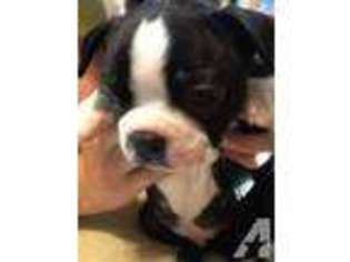 Boston Terrier Puppy for sale in MASTIC, NY, USA
