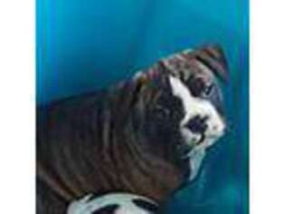 Olde English Bulldogge Puppy for sale in Owen, WI, USA