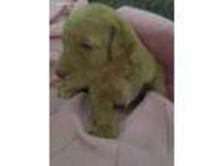 Labradoodle Puppy for sale in Broadview Heights, OH, USA