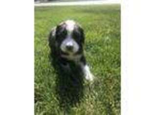 Mutt Puppy for sale in Franklin, ID, USA