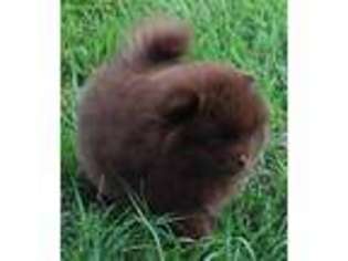 Pomeranian Puppy for sale in Colman, SD, USA