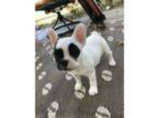French Bulldog Puppy for sale in Mineola, TX, USA