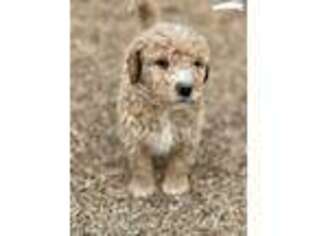 Goldendoodle Puppy for sale in Washington, NC, USA