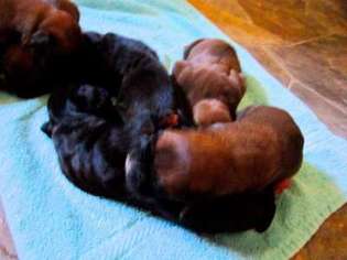 Boxer Puppy for sale in Newport News, VA, USA