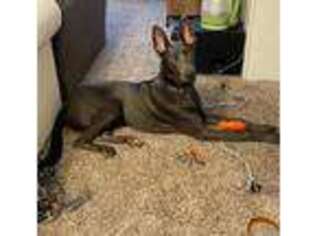 Belgian Malinois Puppy for sale in Fayetteville, NC, USA