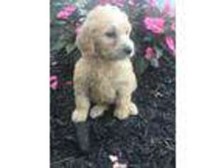 Goldendoodle Puppy for sale in Mayslick, KY, USA