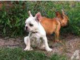 French Bulldog Puppy for sale in LITHIA, FL, USA