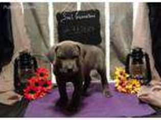 Cane Corso Puppy for sale in Macomb, MO, USA
