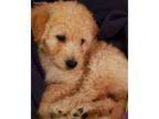 Goldendoodle Puppy for sale in Dunlap, IL, USA