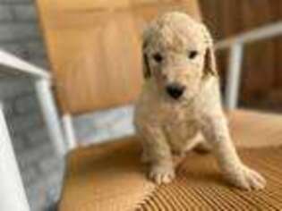 Goldendoodle Puppy for sale in Eupora, MS, USA